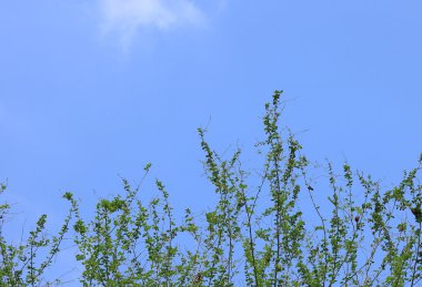 Güneşli bir günde yeşil orman arka planı