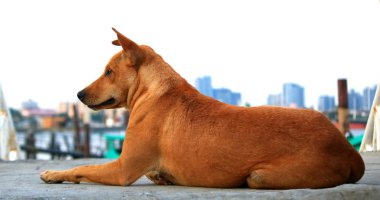Thai Ridgeback Neşeli Köpek