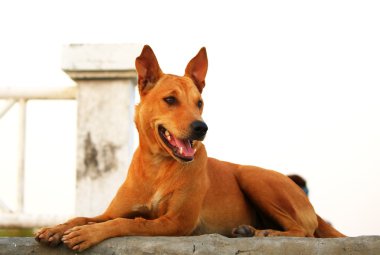 Thai Ridgeback Neşeli Köpek