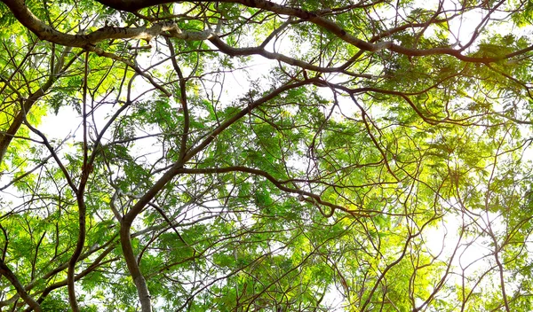 Green forest background in a sunny day — Stock Photo, Image