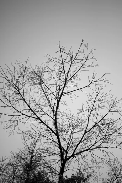 Silhouette de branche sur fond blanc . — Photo