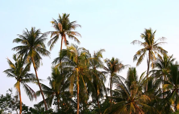 Kokospalmen met zonlicht — Stockfoto