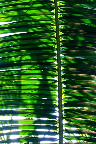 Green leaf. Art Natural background texture — Stock Photo, Image