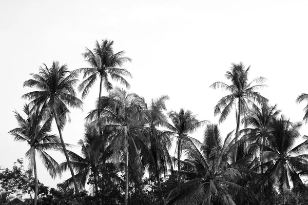 흑인과 백인으로 코코넛 나무 — 스톡 사진
