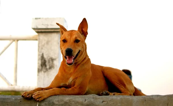 Thai Ridgeback Dog i Happy Emotion – stockfoto