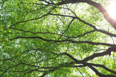 Güneşli bir günde yeşil orman arka planı