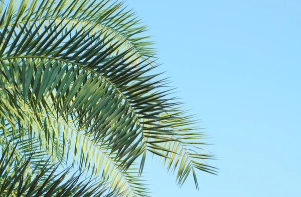 Leaves of palm tree on sky background — Stock Photo, Image