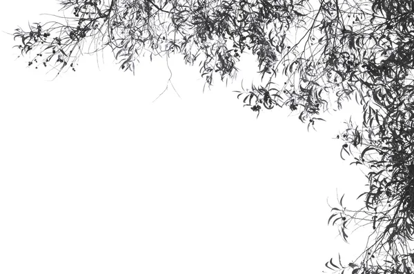 Zweigsilhouette auf weißem Hintergrund. — Stockfoto