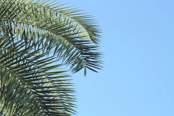 在天空背景上棕榈树的叶子 — 图库照片