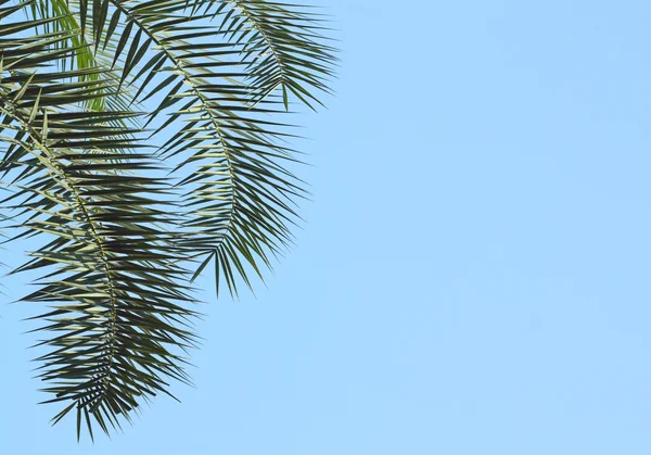 Folhas de palmeira no fundo do céu — Fotografia de Stock