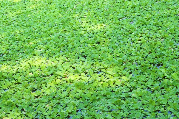 Groene duckweeds water plant — Stockfoto