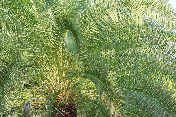 Hojas de palmera —  Fotos de Stock