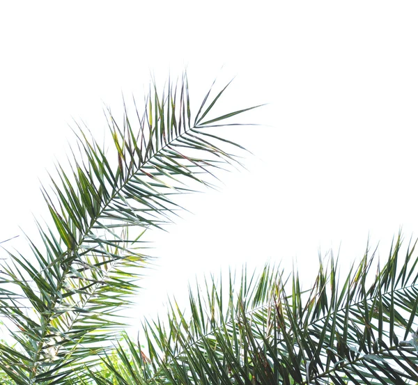 白色背景的棕榈树叶子 — 图库照片