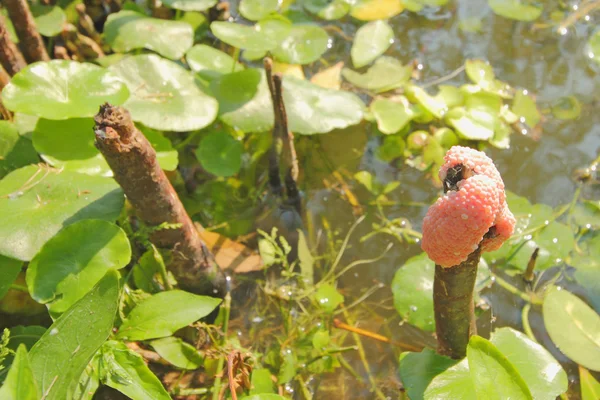 Eggs of golden apple snail — Stock Photo, Image