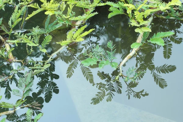 Water mimosa, water sensitive plant. — Stock Photo, Image