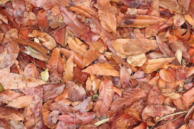 Sonbahar yaprakları veya sonbahar