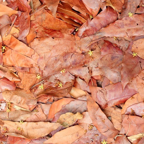 Herbstblätter oder Herbst — Stockfoto