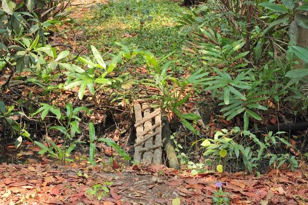 Träbro i tropisk skog — Stockfoto