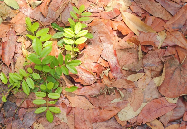 Resumo nascimento e crescimento de plantas entre folhas secas derrubadas — Fotografia de Stock