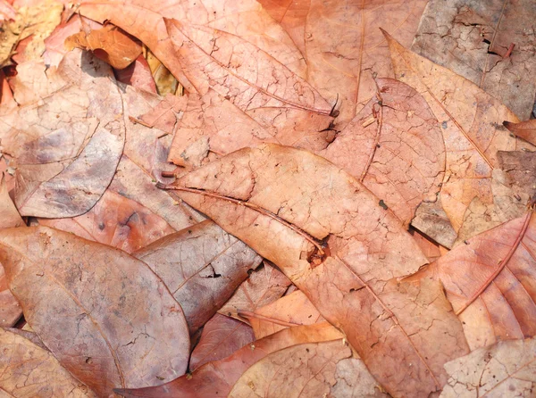 Folhas de outono ou outono — Fotografia de Stock