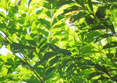 Yaprak yeşil güneş ışığı