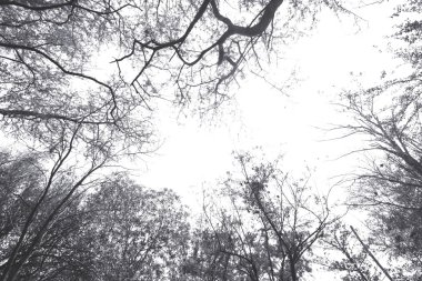 Beyaz bir arka plan üzerinde şube siluet.