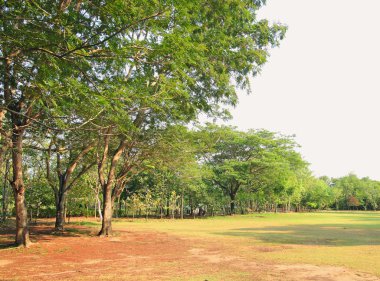 Güneşli bir günde yeşil orman arka planı