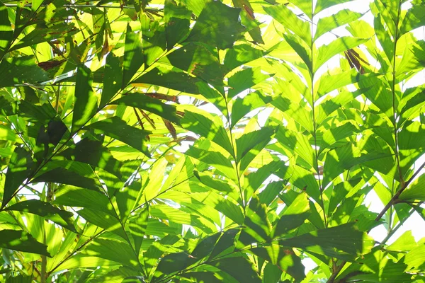 Liść zielony światło słoneczne — Zdjęcie stockowe