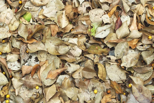 Осенние листья на земле — стоковое фото