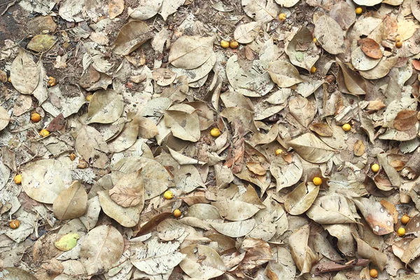 Hojas de otoño en el suelo —  Fotos de Stock