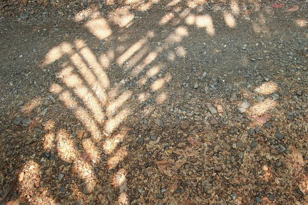 Shadow of tree with stone walkway — Stock Photo, Image