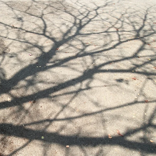 Träd grenar natur bakgrund — Stockfoto