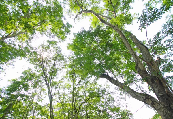 Green forest background in a sunny day — Stock Photo, Image