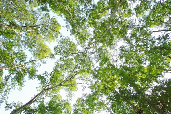 Güneşli bir günde yeşil orman arka planı — Stok fotoğraf