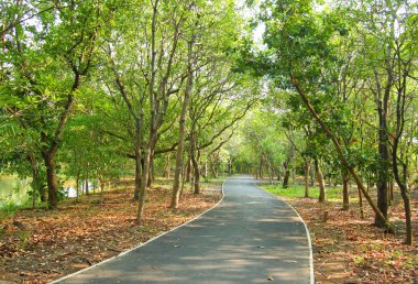 Yaz yolu yanında ağaçlarla