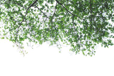 beyaz arkaplanda yeşil yapraklar