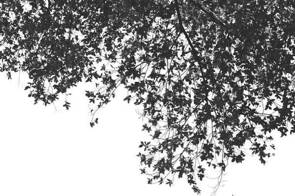 Folhas no fundo branco, arte da árvore — Fotografia de Stock