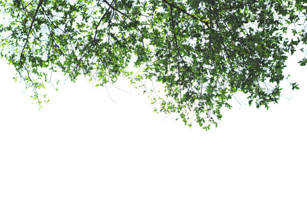 green leaves on white background