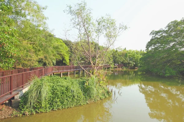 Pont en bois dans la forêt tropicale — Photo