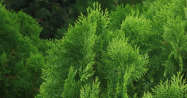 Pine leaves of nature , pine texture background — Stock Photo, Image