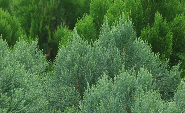 Foglie di pino della natura, sfondo texture di pino — Foto Stock