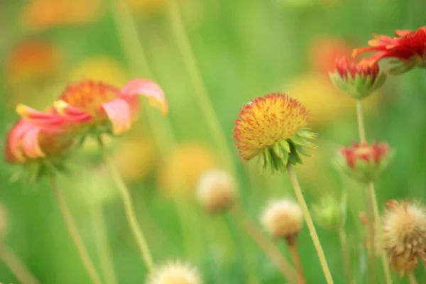 Flor selvagem com filtro vintage sem foco — Fotografia de Stock