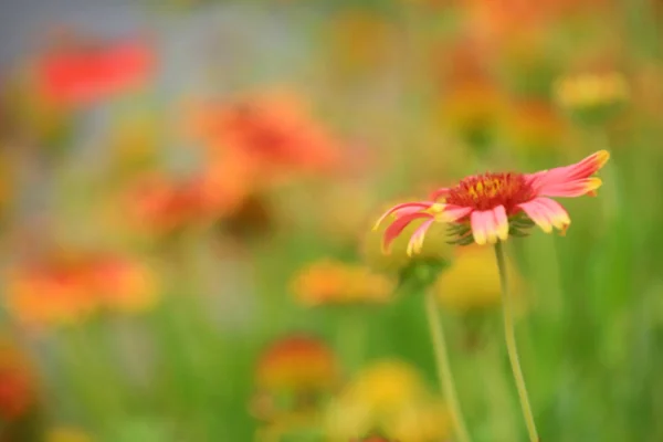 Дикий цветок с винтажным фильтром — стоковое фото