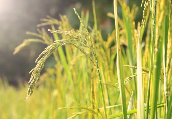 Рисовое поле со светом — стоковое фото