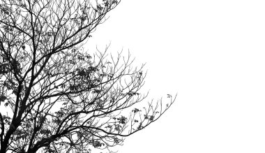 Beyaz bir arka plan üzerinde şube siluet.