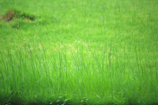 Fondo de una hierba verde — Foto de Stock