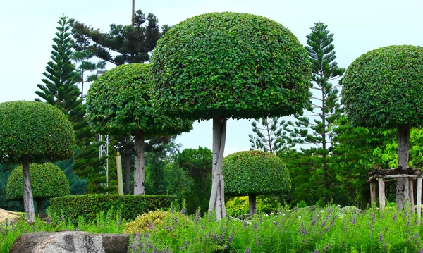 Kebun bunga yang indah di taman — Stok Foto