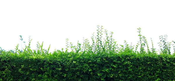 Panoramic view of beautiful hedge fence on white background — Stock Photo, Image