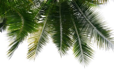 Beyaz arkaplanda palmiye yaprakları