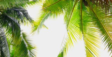 Palmiye ağacı dalı ışığa karşı